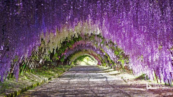 Kawachi Wisteria Garden In Japan, Chains Of Blossoming Wisteria Falling From The Sky, Paradise!!!!!