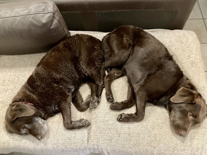 My Bookends Gigi (11) And Misty (6)