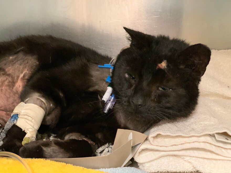 Cat Gets Attacked By Two Dogs, Survives, And Finds His Forever Home With The Veterinarian Who Saved Him