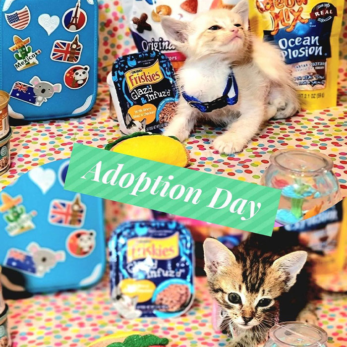 Man ‘Ambushed’ By Kittens As He Stops On The Side Of The Road To Rescue One Man ‘Ambushed’ By Kittens As He Stops On The Side Of The Road To Rescue One