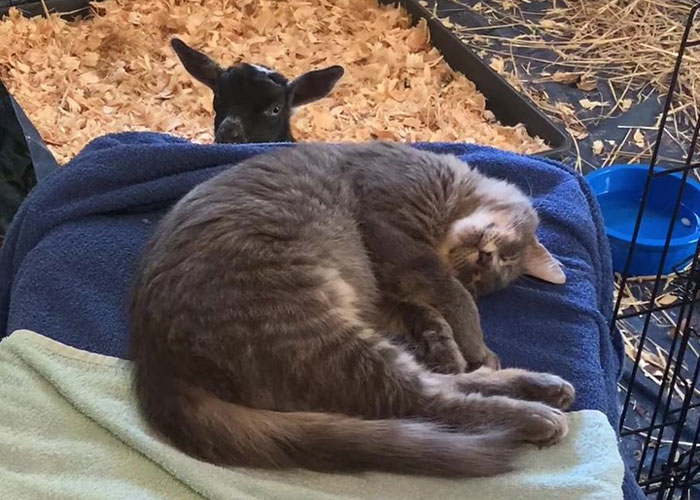 Stray Kitten Becomes The 'Gray Goat' Of The Pen, Acting Just Like The Tiny Goats That Became His Family