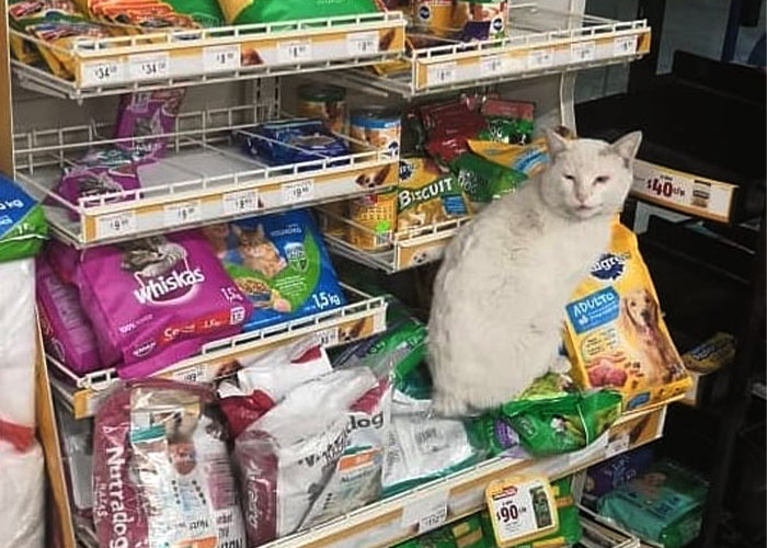 Stray Cat Begging For Food At A Store Melts This Woman's Heart, So She Adopts It And Shares Its Glow Up On Instagram Stray Cat Begging For Food At A Store Melts This Woman's Heart, So She Adopts It And Shares Its Glow Up On Instagram