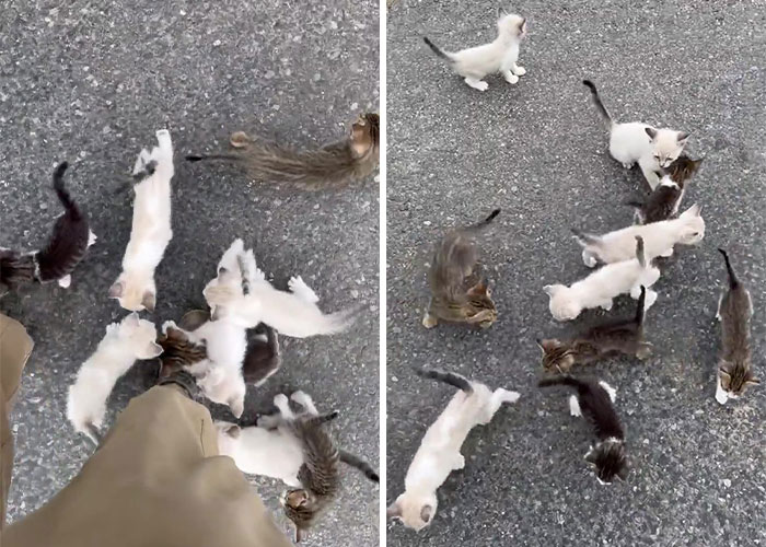 Man ‘Ambushed’ By Kittens As He Stops On The Side Of The Road To Rescue One Man ‘Ambushed’ By Kittens As He Stops On The Side Of The Road To Rescue One