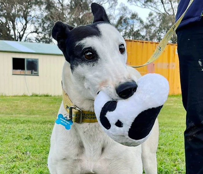 New Pilot Project Will See Rescued Greyhounds Visiting The Elderly In Aged Care Homes In Australia New Pilot Project Will See Rescued Greyhounds Visiting The Elderly In Aged Care Homes In Australia