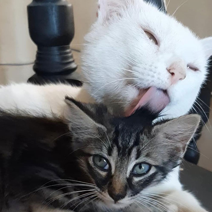 Stray Cat Begging For Food At A Store Melts This Woman's Heart, So She Adopts It And Shares Its Glow Up On Instagram Stray Cat Begging For Food At A Store Melts This Woman's Heart, So She Adopts It And Shares Its Glow Up On Instagram