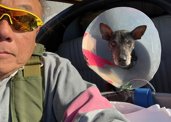 “I’d Rather Be Flying Dogs”: Retired Pilot Flies Rescue Animals To Their New Homes