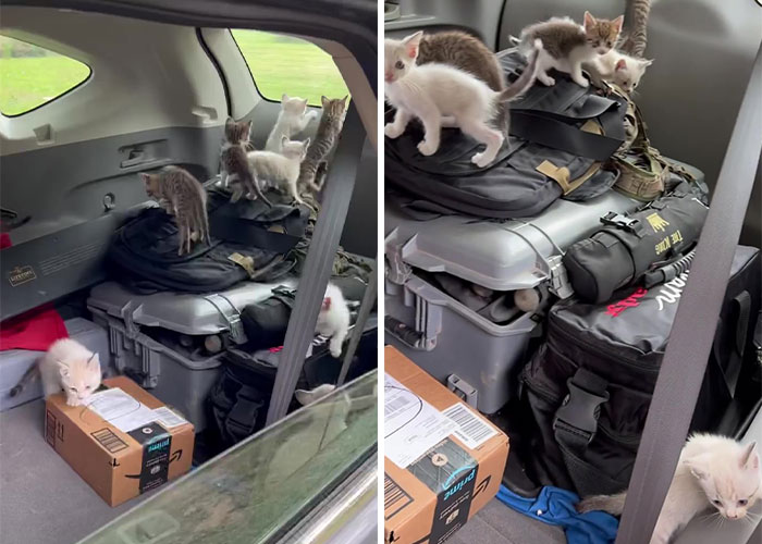 Man ‘Ambushed’ By Kittens As He Stops On The Side Of The Road To Rescue One Man ‘Ambushed’ By Kittens As He Stops On The Side Of The Road To Rescue One