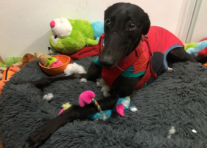 New Pilot Project Will See Rescued Greyhounds Visiting The Elderly In Aged Care Homes In Australia New Pilot Project Will See Rescued Greyhounds Visiting The Elderly In Aged Care Homes In Australia