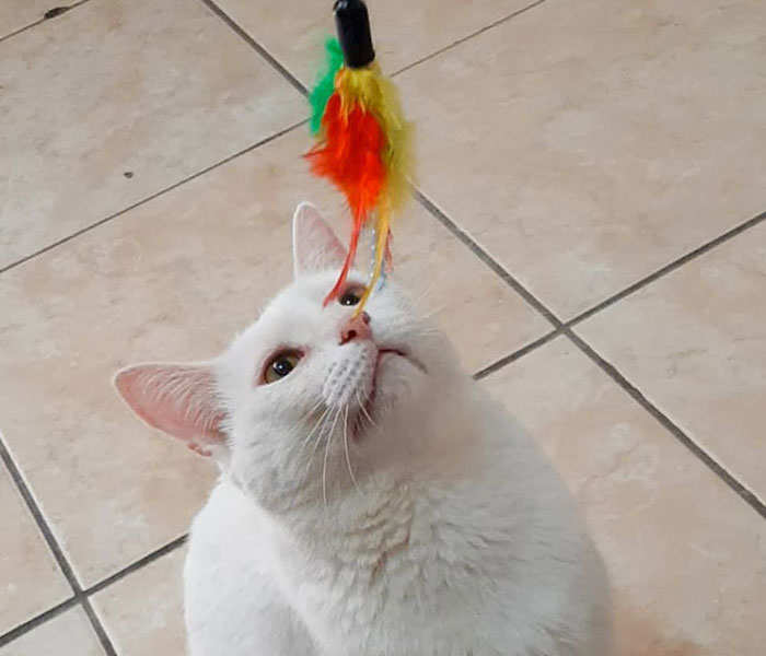 Stray Cat Begging For Food At A Store Melts This Woman's Heart, So She Adopts It And Shares Its Glow Up On Instagram Stray Cat Begging For Food At A Store Melts This Woman's Heart, So She Adopts It And Shares Its Glow Up On Instagram