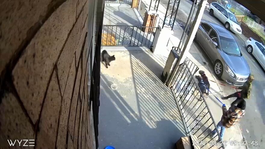 Cat Gets Attacked By Two Dogs, Survives, And Finds His Forever Home With The Veterinarian Who Saved Him