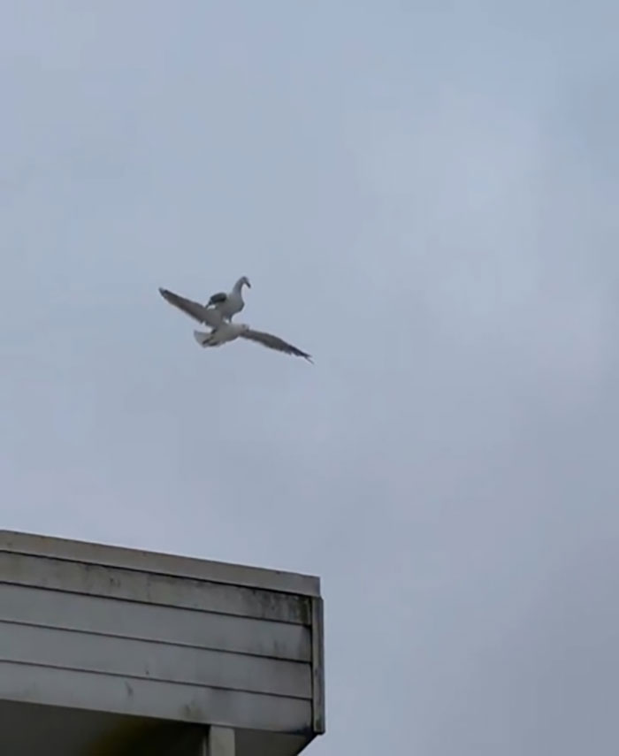 Seagull Riding On Another Seagull. Wait What?