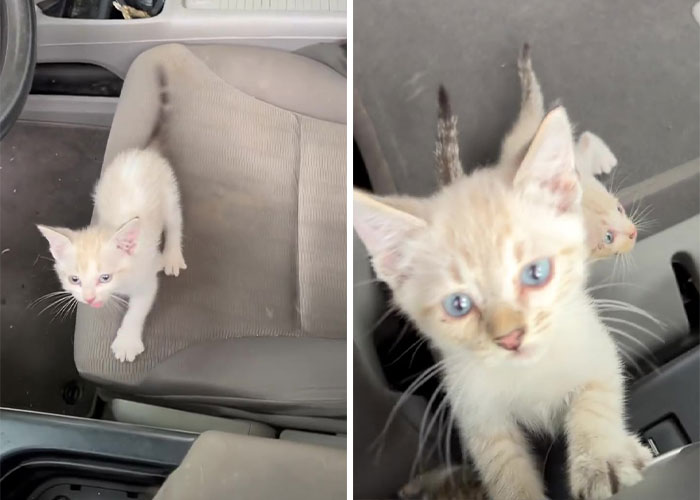 Man ‘Ambushed’ By Kittens As He Stops On The Side Of The Road To Rescue One Man ‘Ambushed’ By Kittens As He Stops On The Side Of The Road To Rescue One