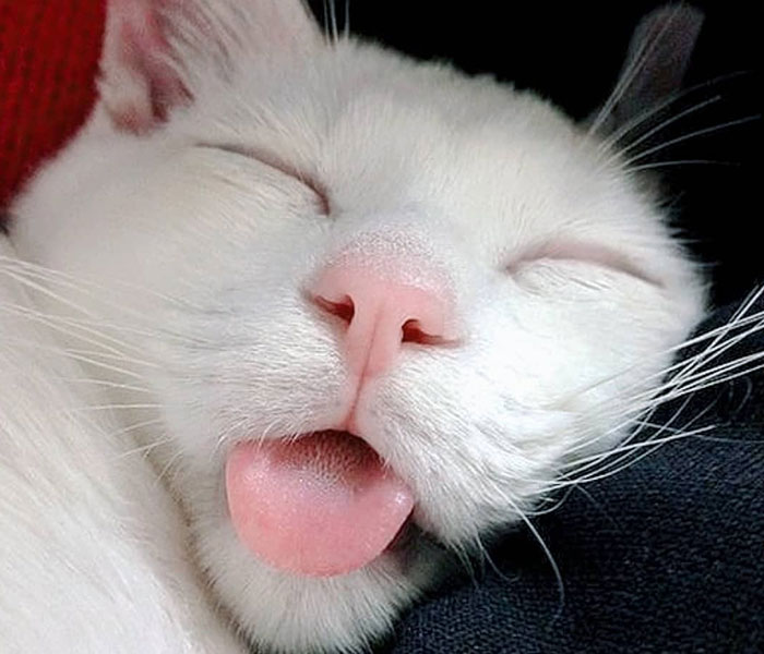 Stray Cat Begging For Food At A Store Melts This Woman's Heart, So She Adopts It And Shares Its Glow Up On Instagram Stray Cat Begging For Food At A Store Melts This Woman's Heart, So She Adopts It And Shares Its Glow Up On Instagram