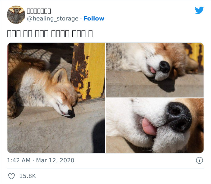What You See When You Zoom In On A Sleeping Fox
