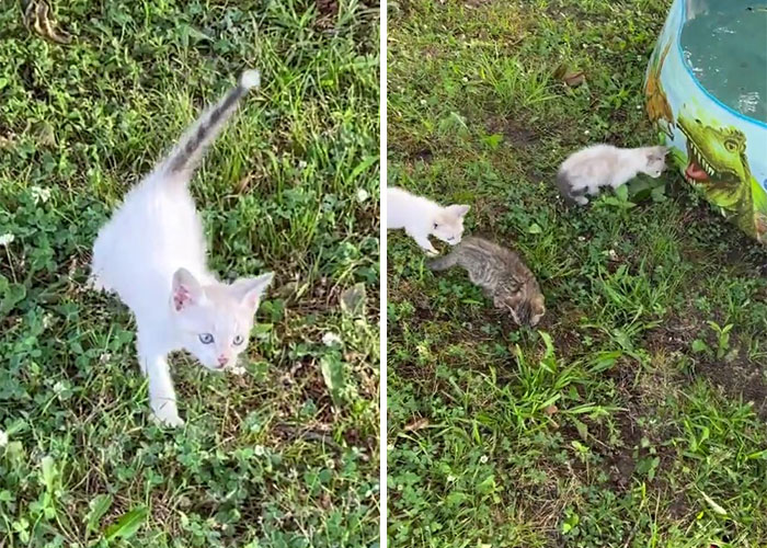 Man ‘Ambushed’ By Kittens As He Stops On The Side Of The Road To Rescue One Man ‘Ambushed’ By Kittens As He Stops On The Side Of The Road To Rescue One