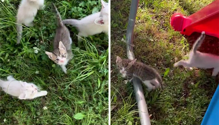The kittens were ambushed by a man when he stopped by the side of the road to rescue one of them.