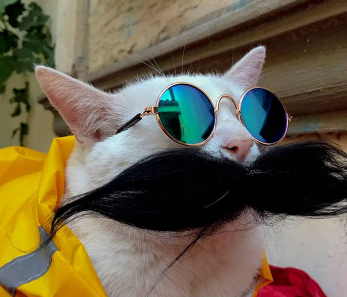 Stray Cat Begging For Food At A Store Melts This Woman's Heart, So She Adopts It And Shares Its Glow Up On Instagram Stray Cat Begging For Food At A Store Melts This Woman's Heart, So She Adopts It And Shares Its Glow Up On Instagram