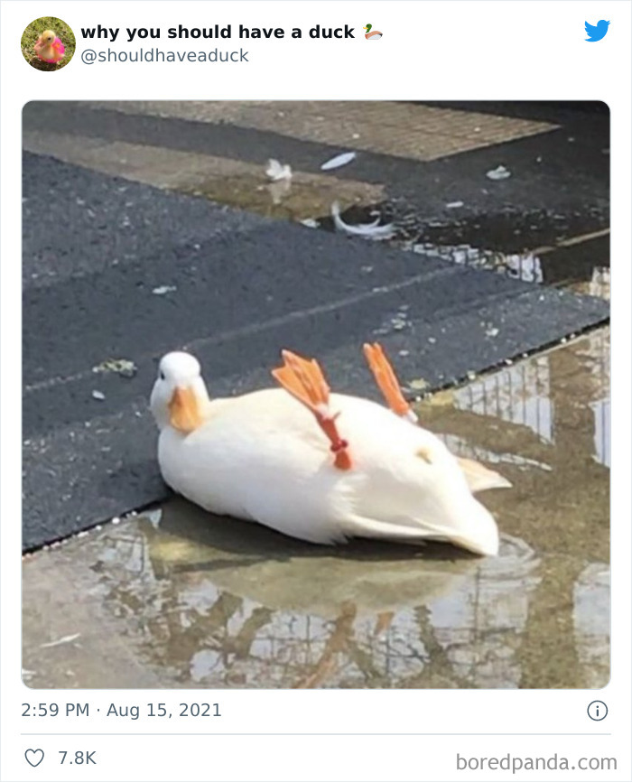 This Page "Why You Should Have A Duck" Is Dedicated To All Things Ducks And Here Are 35 Of The Best Posts