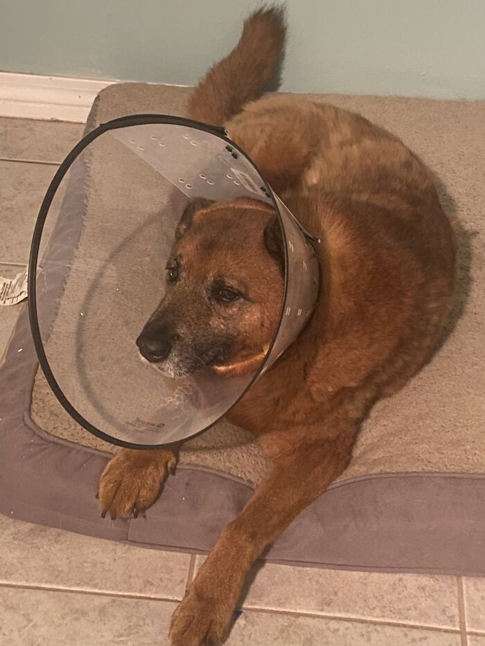 My Dog In The Cone Of Shame