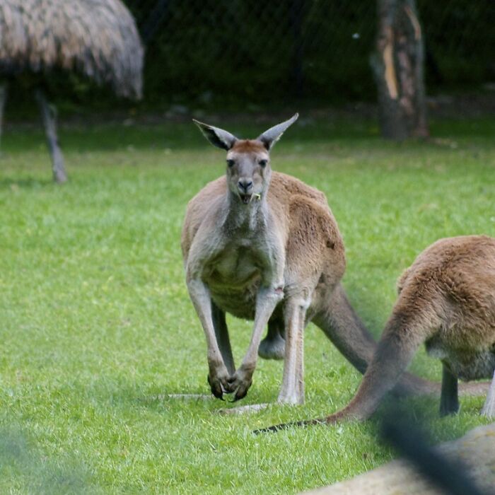 Don't Run After Punching A Kangaroo