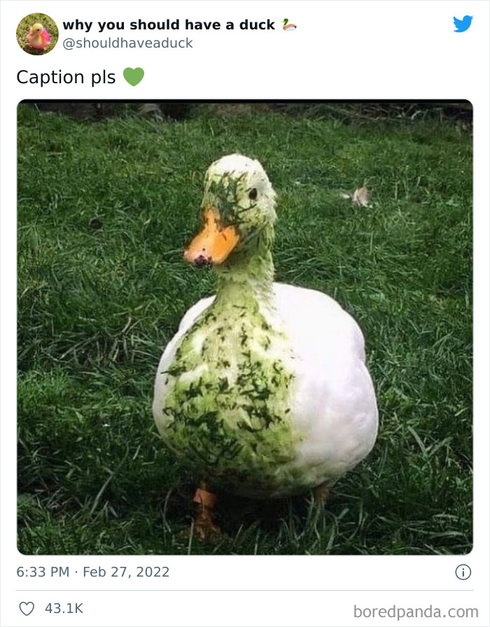 Why You Should Have A Duck