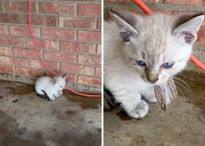 Man ‘Ambushed’ By Kittens As He Stops On The Side Of The Road To Rescue One Man ‘Ambushed’ By Kittens As He Stops On The Side Of The Road To Rescue One