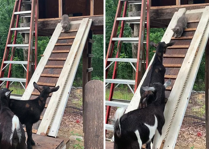 Stray Kitten Becomes The 'Gray Goat' Of The Pen, Acting Just Like The Tiny Goats That Became His Family