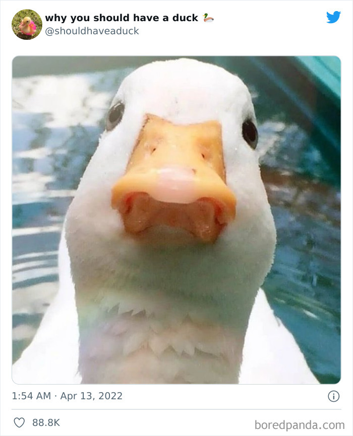 This Page "Why You Should Have A Duck" Is Dedicated To All Things Ducks And Here Are 35 Of The Best Posts