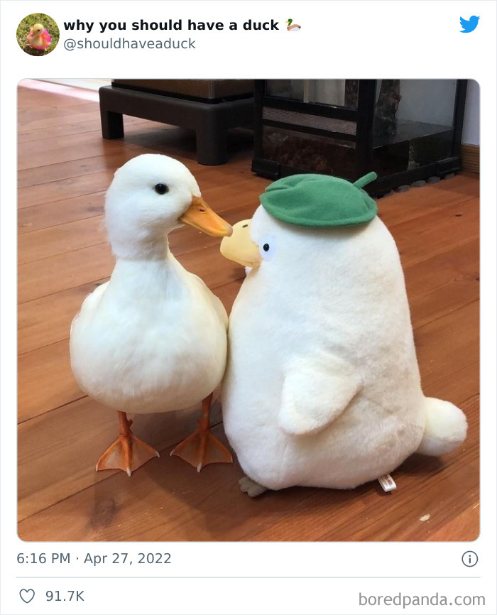 This Page "Why You Should Have A Duck" Is Dedicated To All Things Ducks And Here Are 35 Of The Best Posts