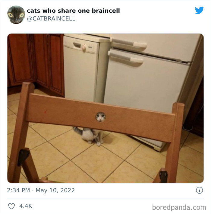 "Cats Who Share One Braincell": 50 Times Cats Acted So Dorky, Their Pics Ended Up On This Twitter Page