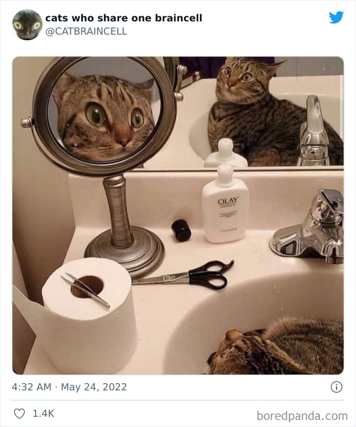 "Cats Who Share One Braincell": 50 Times Cats Acted So Dorky, Their Pics Ended Up On This Twitter Page