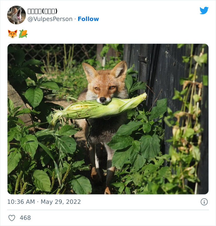 Fox With Corn