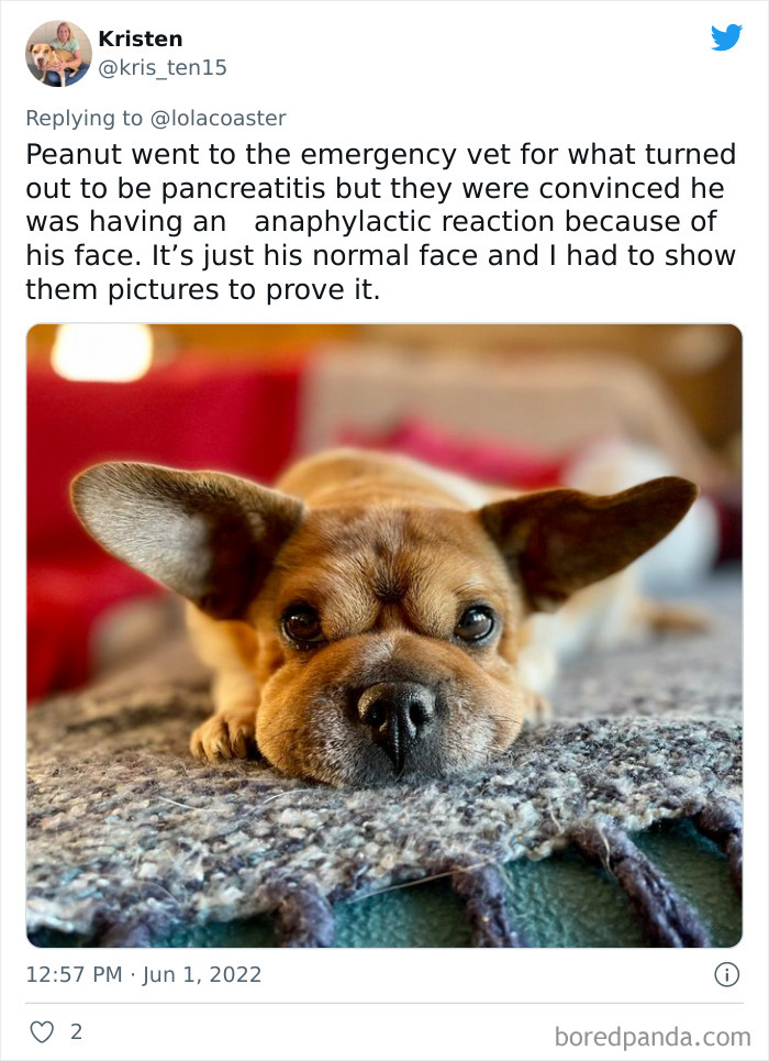 40 Pet Owners Share The Most Ridiculous Reason They Had To Bring Their Pet  To The Vet | Bored Panda