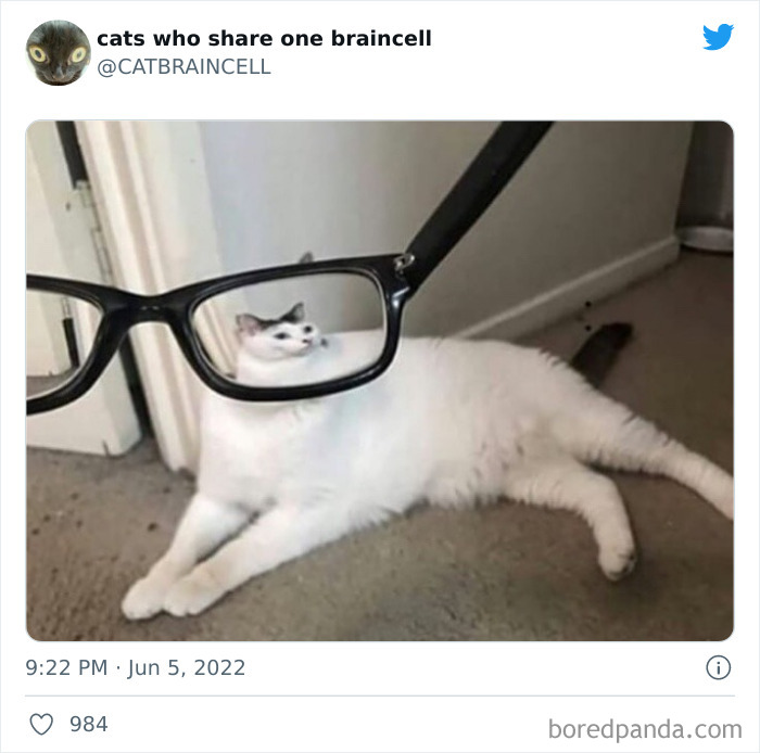 Hilariously-Silly-Cats-Catbraincell