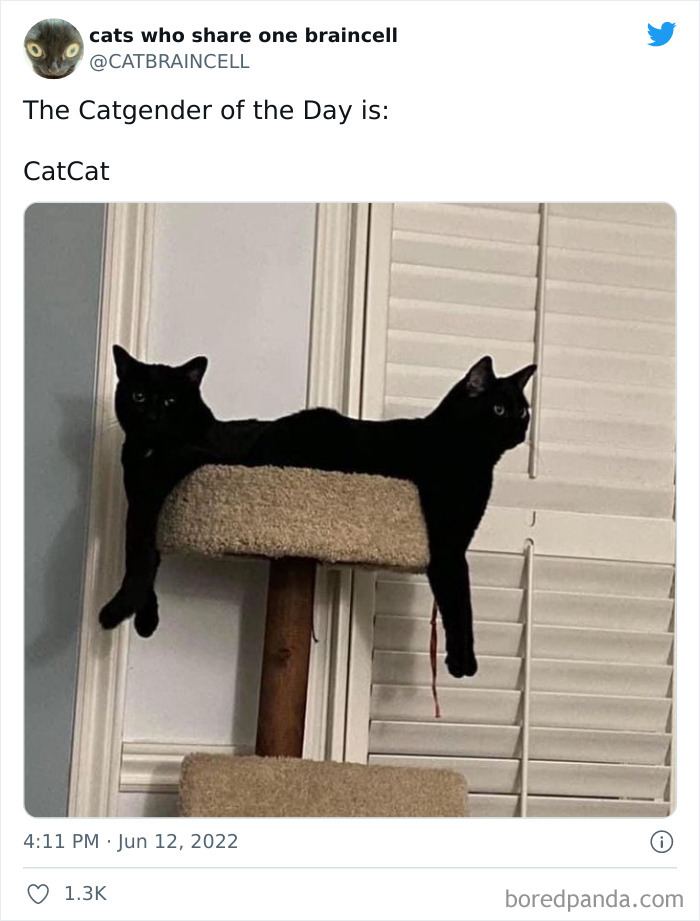 Hilariously-Silly-Cats-Catbraincell