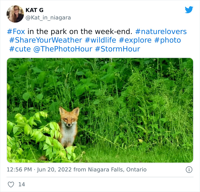 Fox In The Park