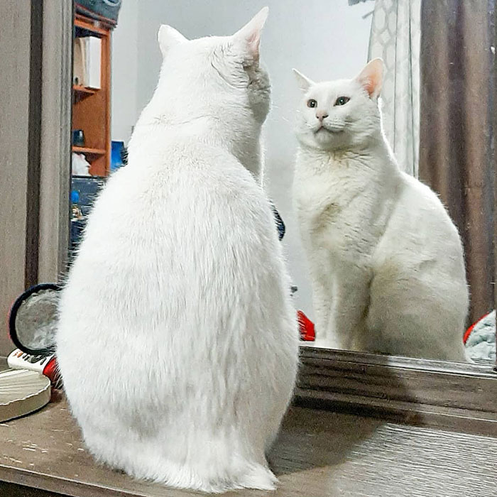 Stray Cat Begging For Food At A Store Melts This Woman's Heart, So She Adopts It And Shares Its Glow Up On Instagram Stray Cat Begging For Food At A Store Melts This Woman's Heart, So She Adopts It And Shares Its Glow Up On Instagram