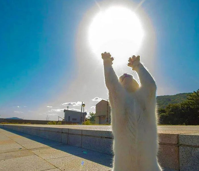 Stray Cat Begging For Food At A Store Melts This Woman's Heart, So She Adopts It And Shares Its Glow Up On Instagram Stray Cat Begging For Food At A Store Melts This Woman's Heart, So She Adopts It And Shares Its Glow Up On Instagram