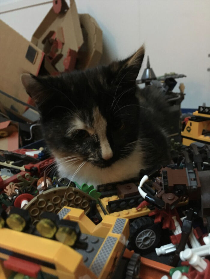 My Friend’s Cat Decided The Legos Were Comfy. That Was Before The Dog Bed Arrived