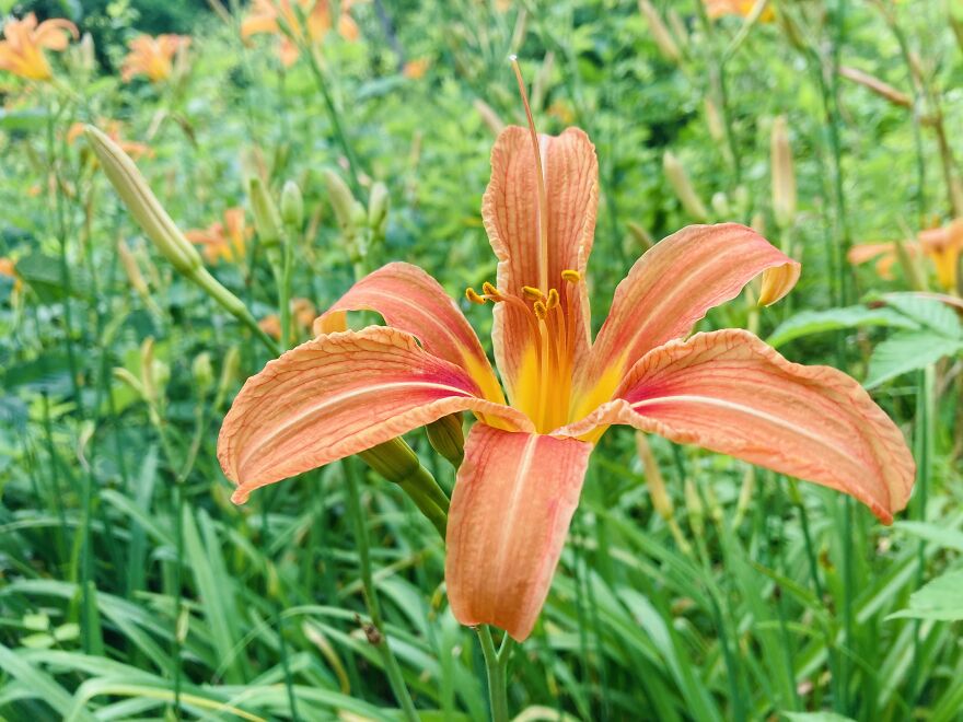 The Day Lilies Grow Thick In A Clearing In The Woods