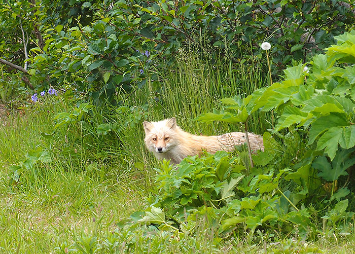 Cute Fox On Kodiak Island, Alaska