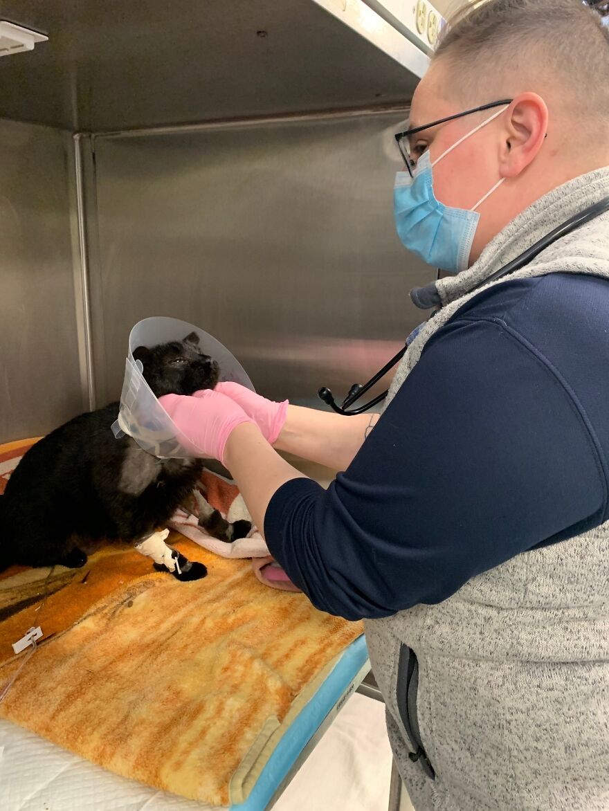 Cat Gets Attacked By Two Dogs, Survives, And Finds His Forever Home With The Veterinarian Who Saved Him