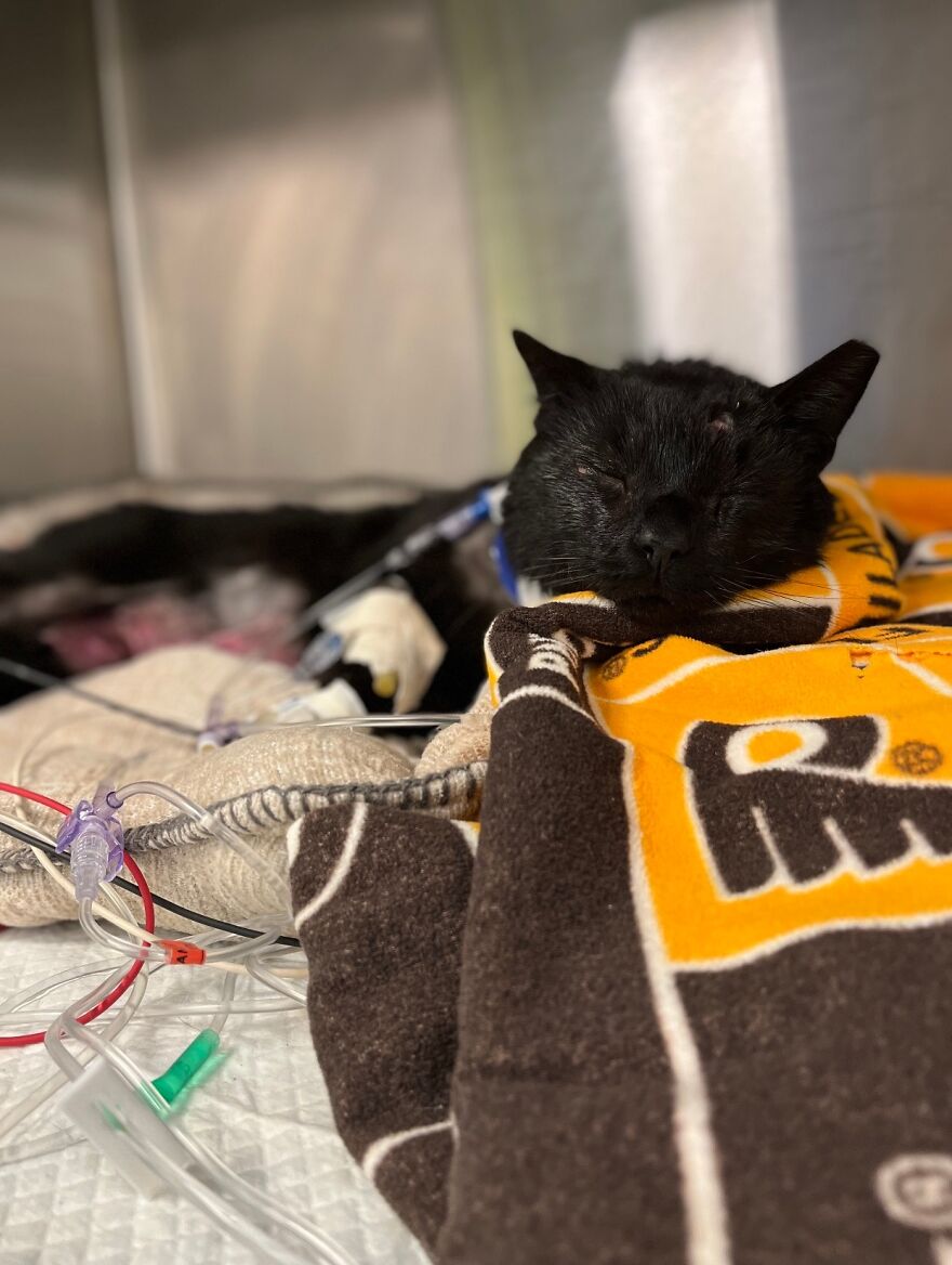 Cat Gets Attacked By Two Dogs, Survives, And Finds His Forever Home With The Veterinarian Who Saved Him