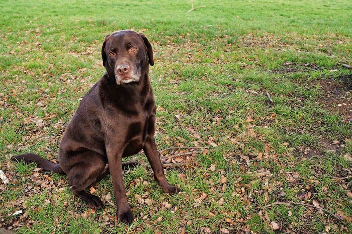 Dog Eats Chocolate = Mom Gets A Divorce