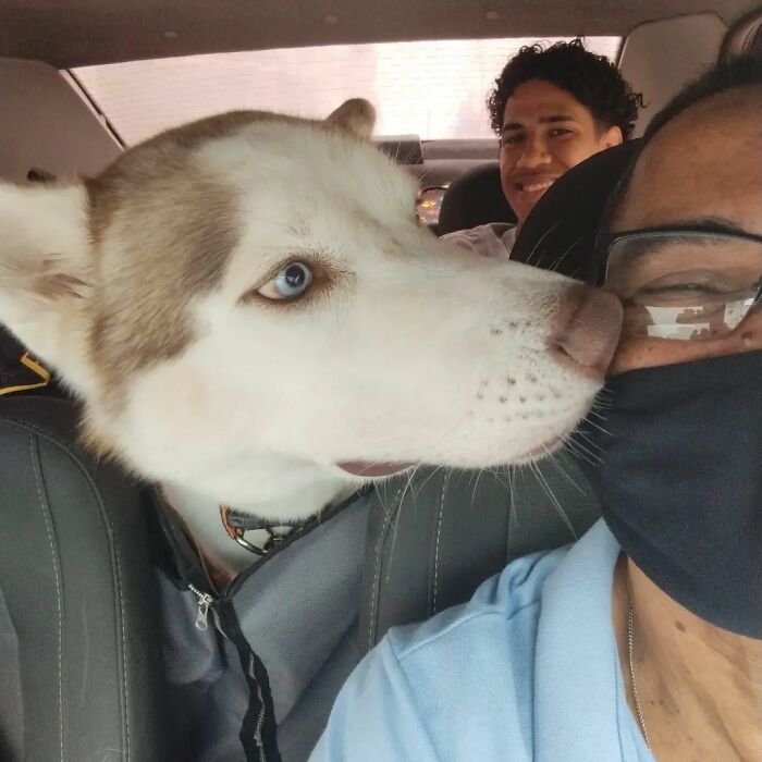 Meet Hamilton, The Driver Who Takes Selfies With His Animal Passengers (40 Pics)