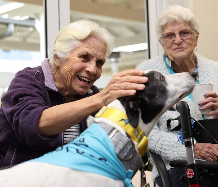 New Pilot Project Will See Rescued Greyhounds Visiting The Elderly In Aged Care Homes In Australia New Pilot Project Will See Rescued Greyhounds Visiting The Elderly In Aged Care Homes In Australia
