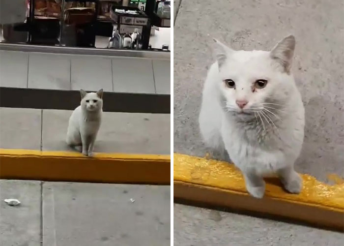 Stray Cat Begging For Food At A Store Melts This Woman's Heart, So She Adopts It And Shares Its Glow Up On Instagram