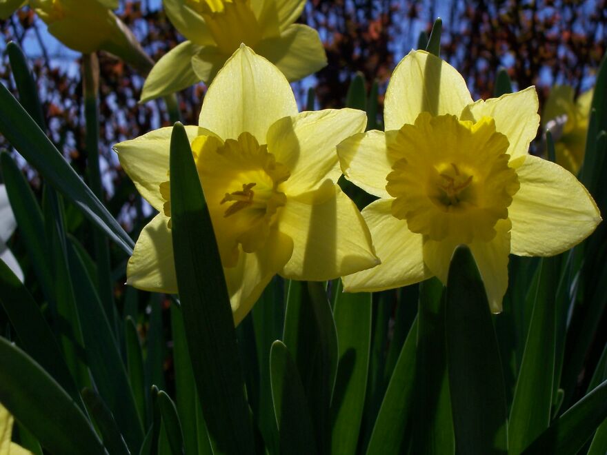 Daffodils In The Sun