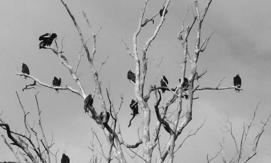A Murder Of Crows. Lewes Delaware
