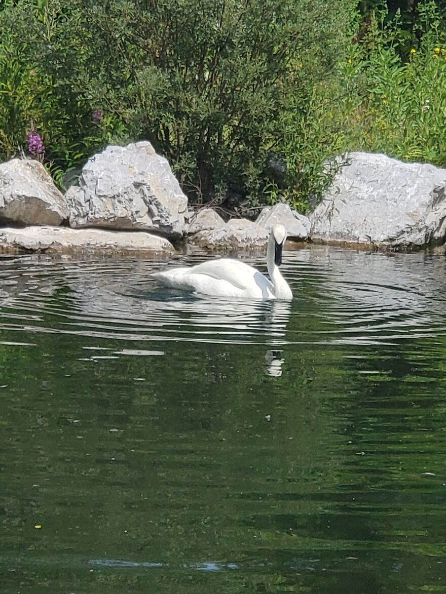 Swan Doing Swan Things